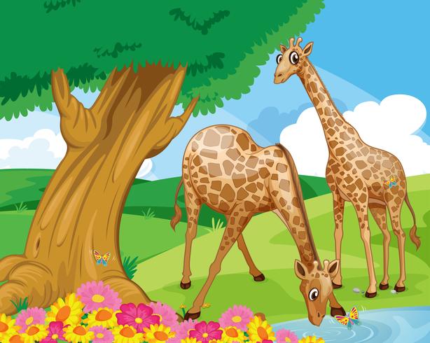 Giraffes at the riverbank vector