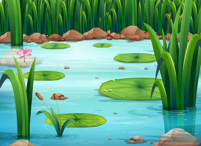 A pond with green plants vector