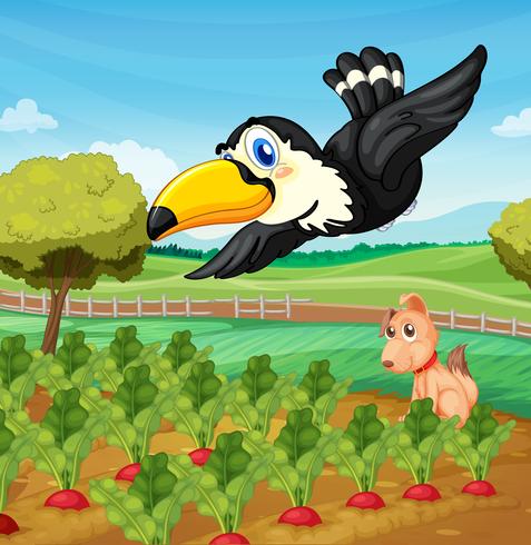 Toucan over farm vector