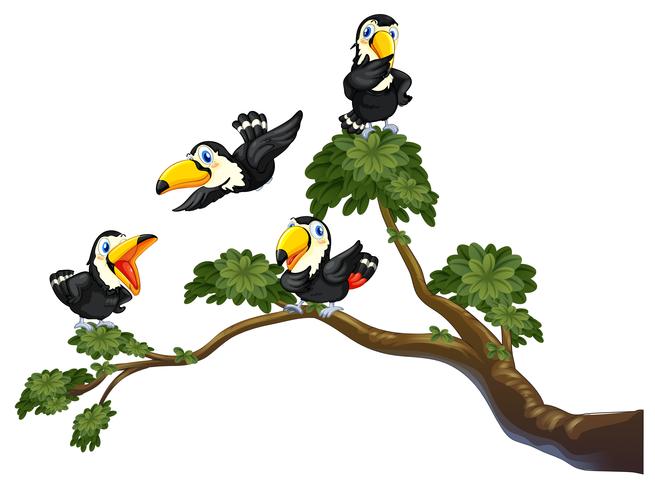 Toucan and tree vector