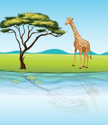 A giraffe beside the river vector