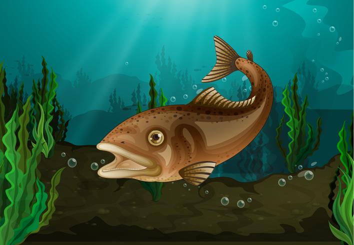 Fish underwater vector