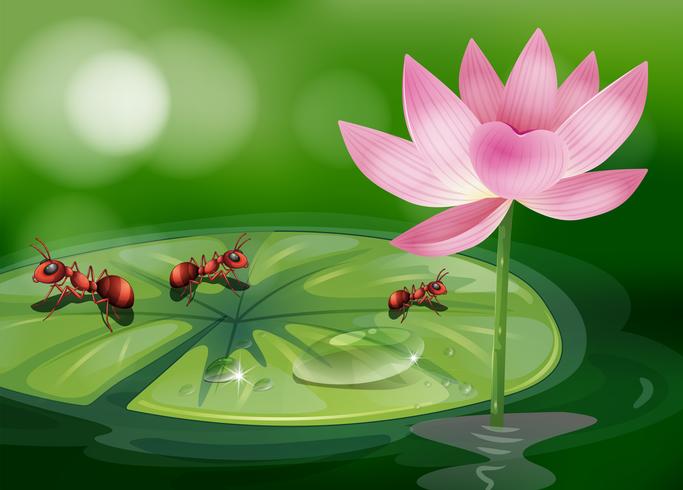 The three ants above the waterlily plant vector