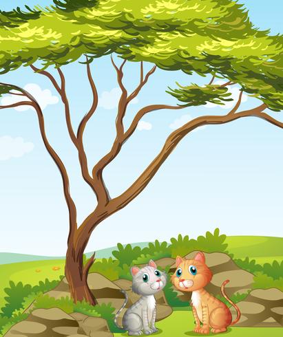 Two cats in the forest vector