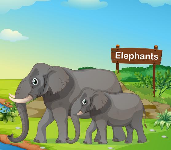 A small and big elephant with a signboard vector