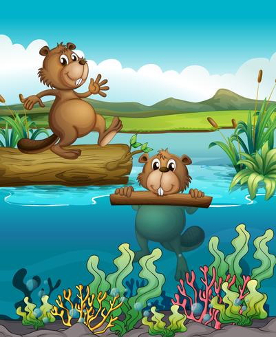 Two beavers at the deep river vector