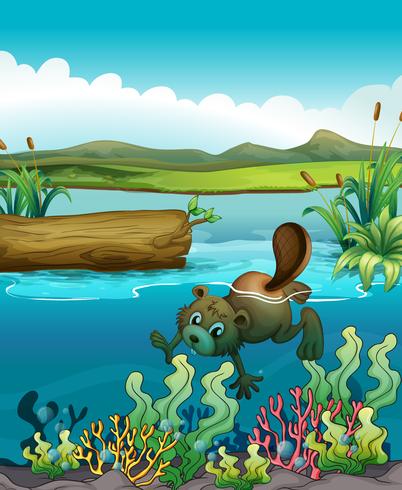 A beaver near the coral reefs vector
