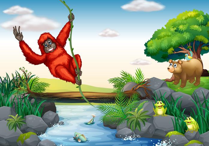 Orangutan y rio vector