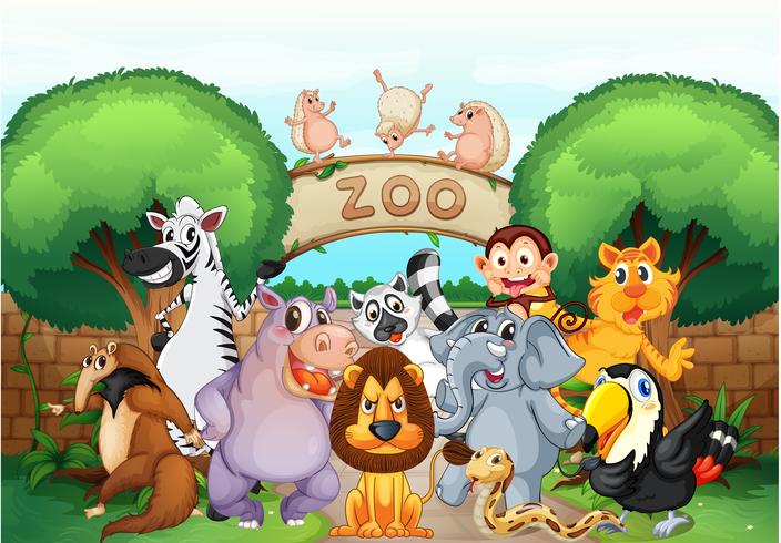 zoo and animals vector