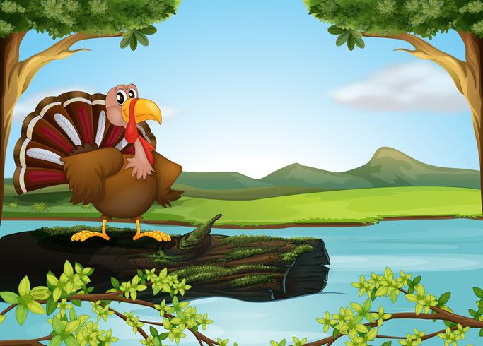 A turkey in the river vector