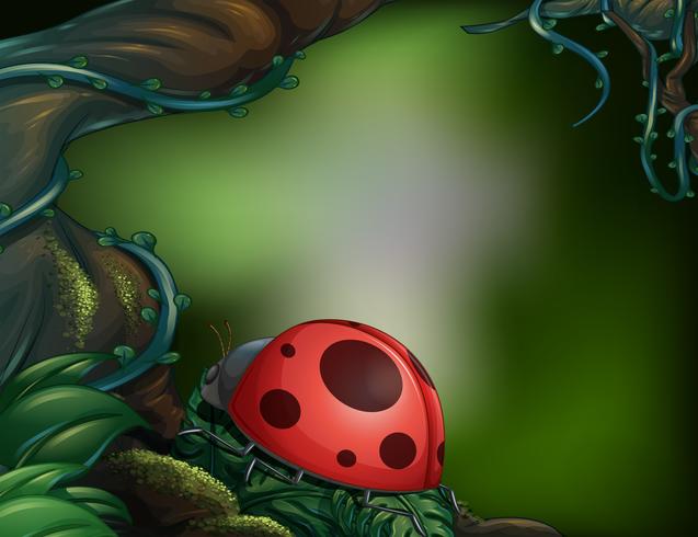 A ladybug vector