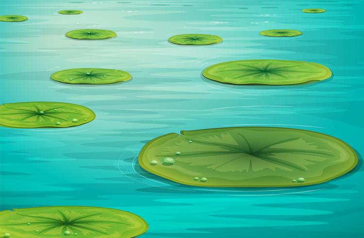 Calm pond scene vector