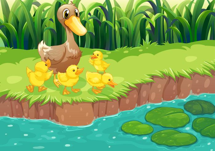 Una madre pato con sus patitos en el río. vector