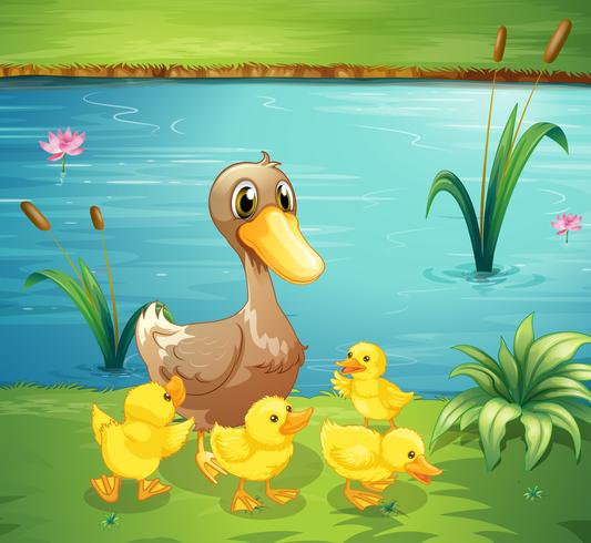 A mother duck with her ducklings in the river vector
