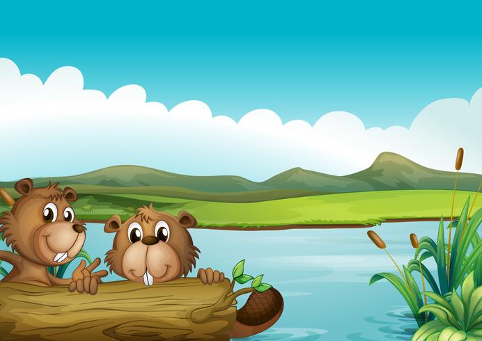 Two beavers vector