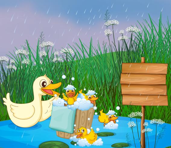 Una madre pato con sus patitos jugando bajo la lluvia. vector