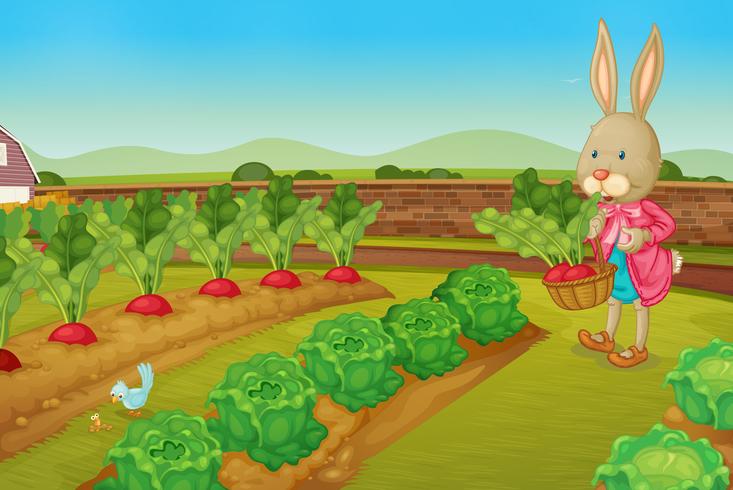 Rabbit  picking vegies vector