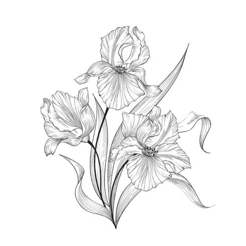 Floral bouquet, flower iris. Fourish Greeting Card Design vector