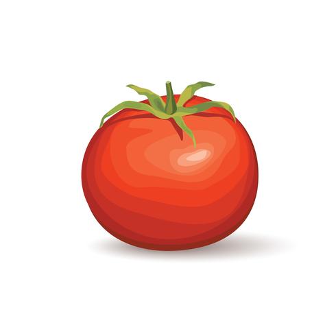 Tomate. Logotipo vegetal. Ilustración del vector del producto del tomate naural.