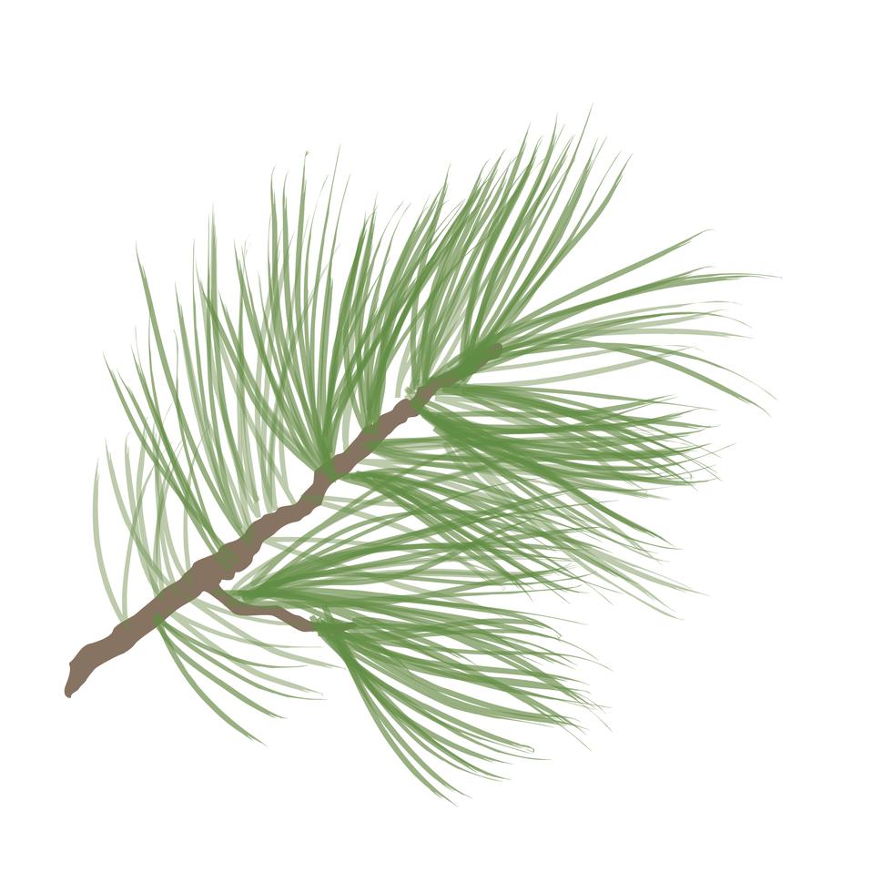 Pinecone. Pine tree branch isolated. Floral evergreen decor 524074