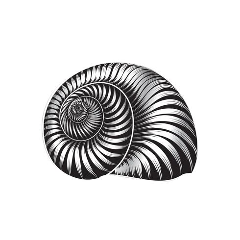 Seashell engraved sign isolated. Sea shell. Marine life ornament vector