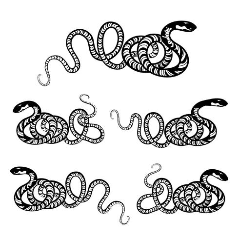 Snake set. Engraved wildlife reptile silhouette. Patterned animal tail vector