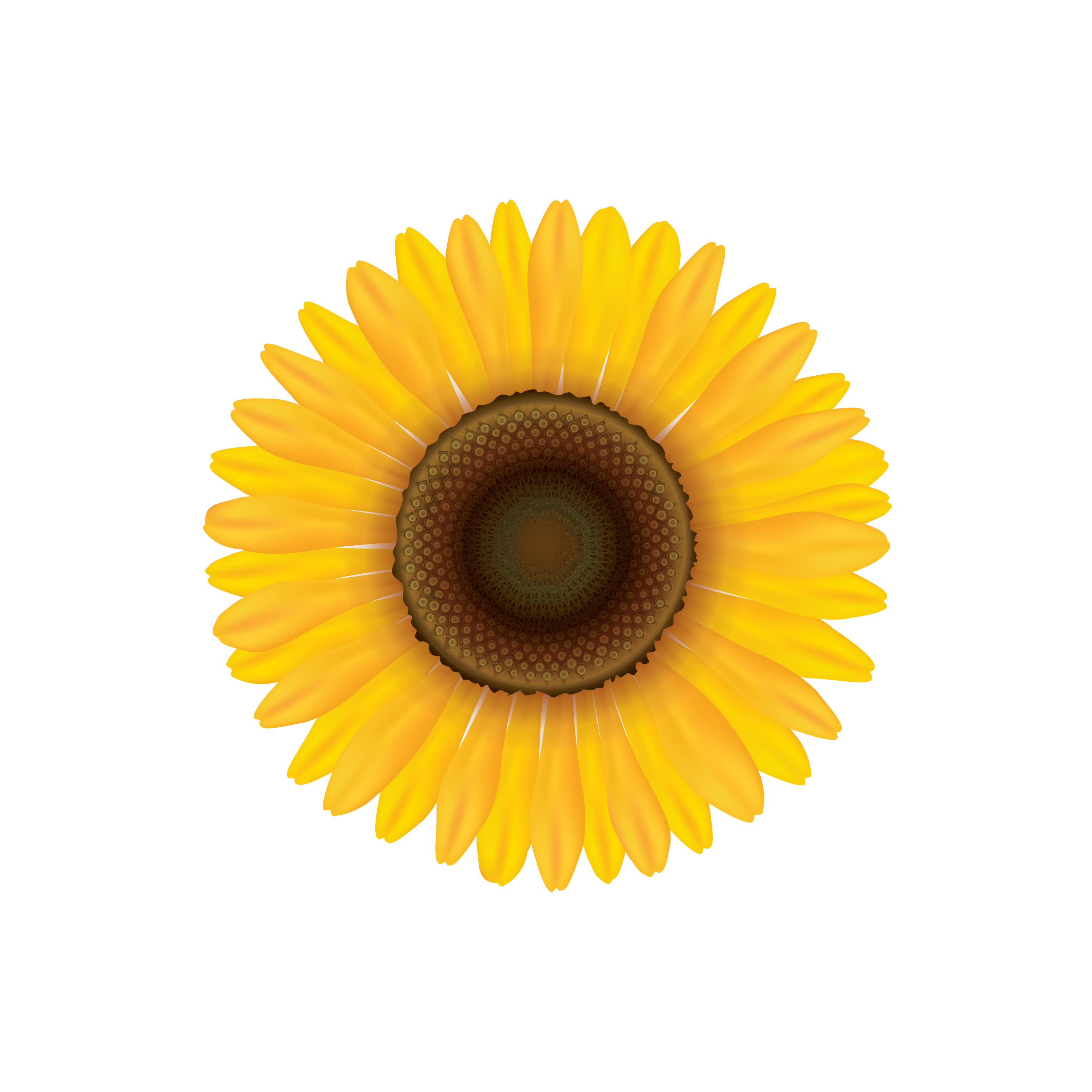 Download Sunflower. Summer flower isolated. Vecor illustration ...