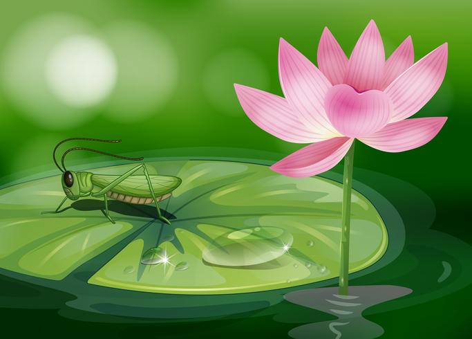 A grasshopper above a waterlily beside a pink flower vector