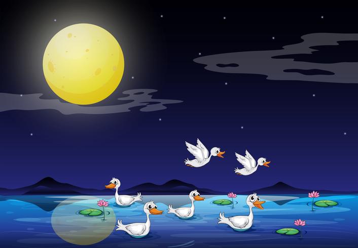 Ducks at the pond in a moonlight scenery  vector