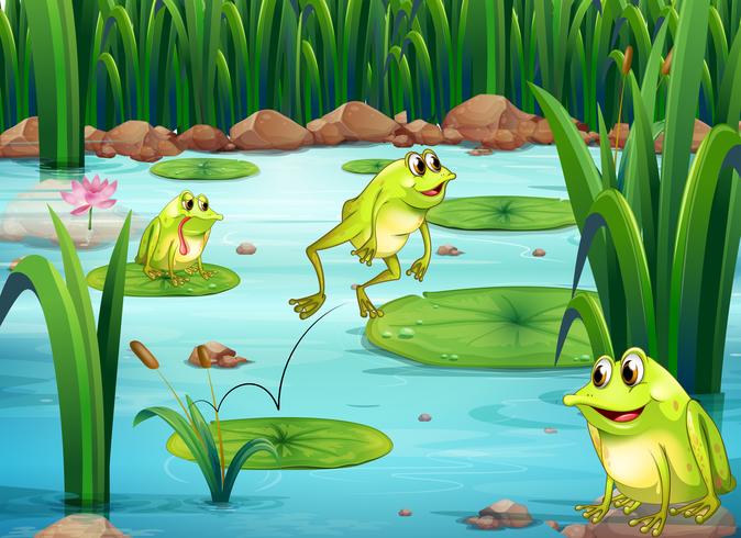 Frogs vector