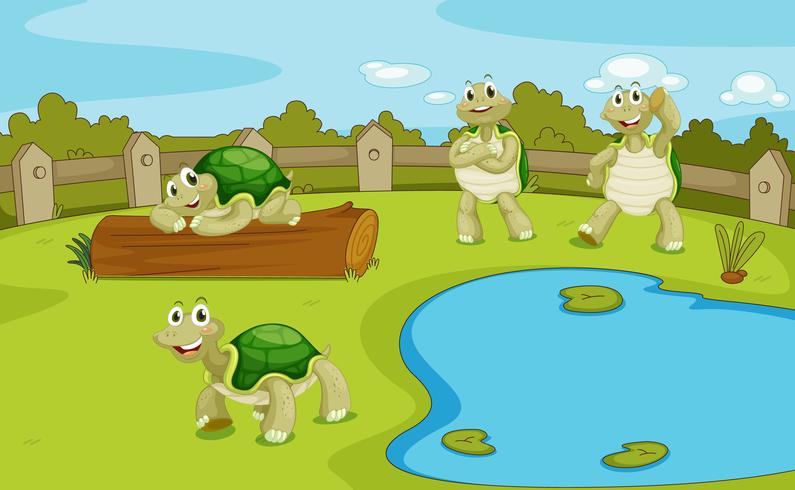 Tortugas vector