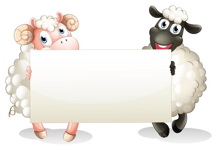Two sheeps holding an empty banner vector