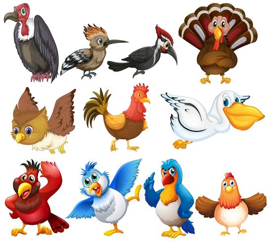 Birds set vector