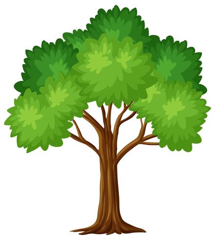 Árbol verde sobre fondo blanco vector