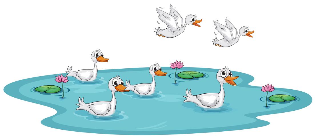 Un grupo de patos en el estanque. vector