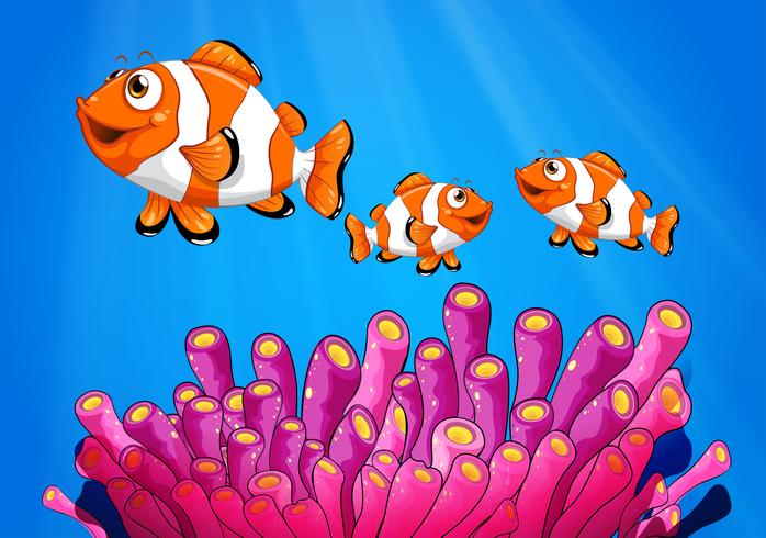 Clownfishes under the sea vector