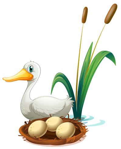 A duck beside the nest vector