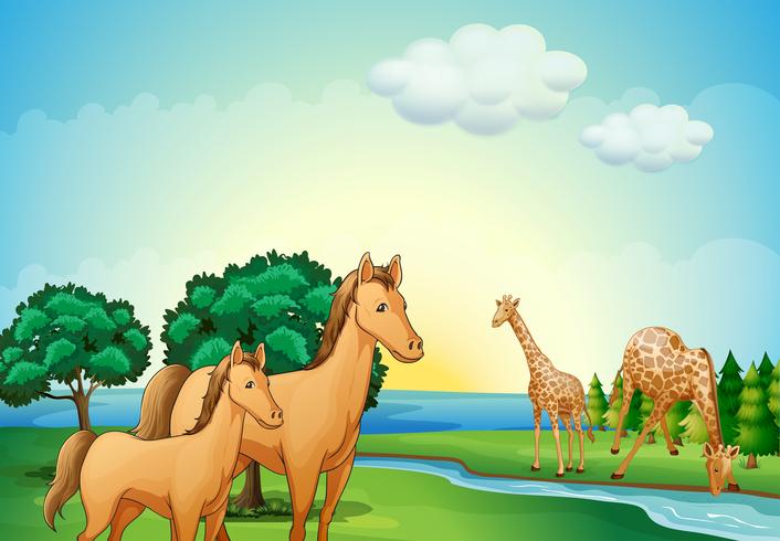 Horses and giraffe near the river vector