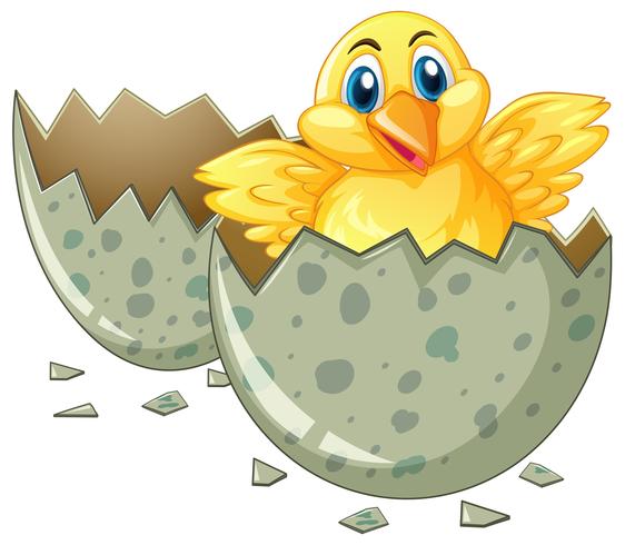 Little chick hatching egg vector