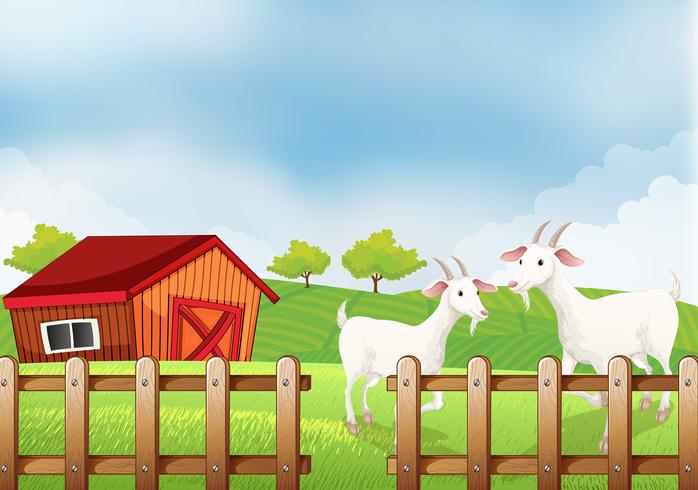 Two white goats at the farm vector