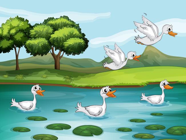 Ducks and water vector