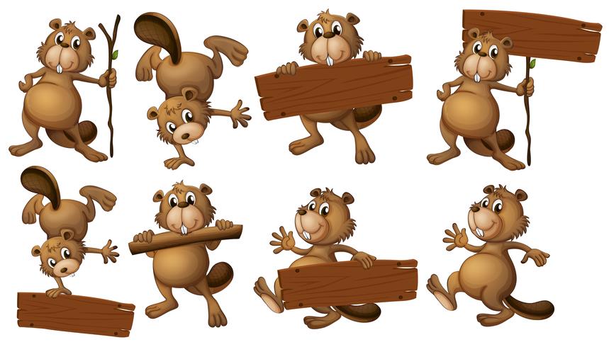 A group of beavers with empty wooden boards vector