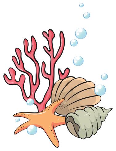 Shells and starfish under the sea vector