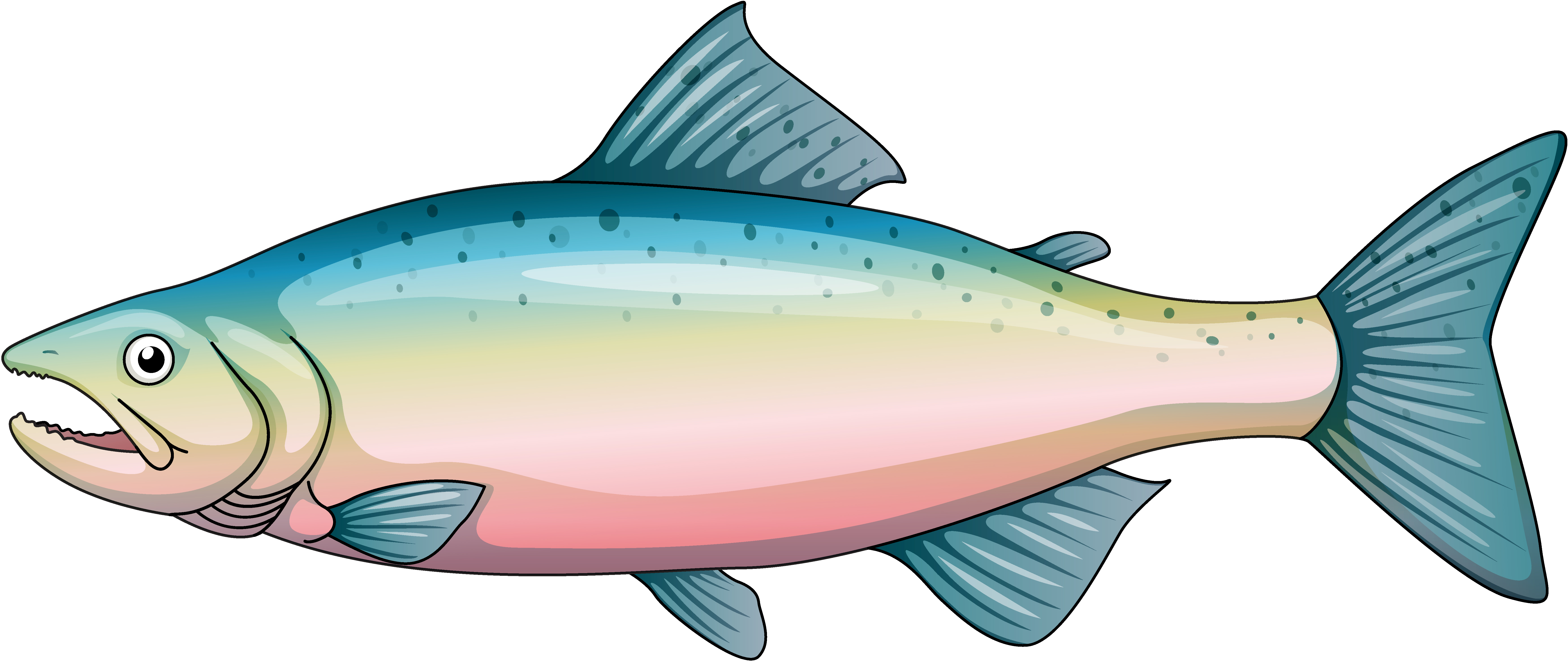 Rainbow trout 526397 Vector Art at Vecteezy