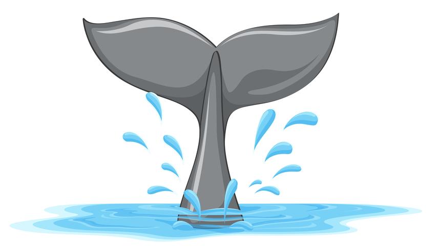 A tail of a whale vector