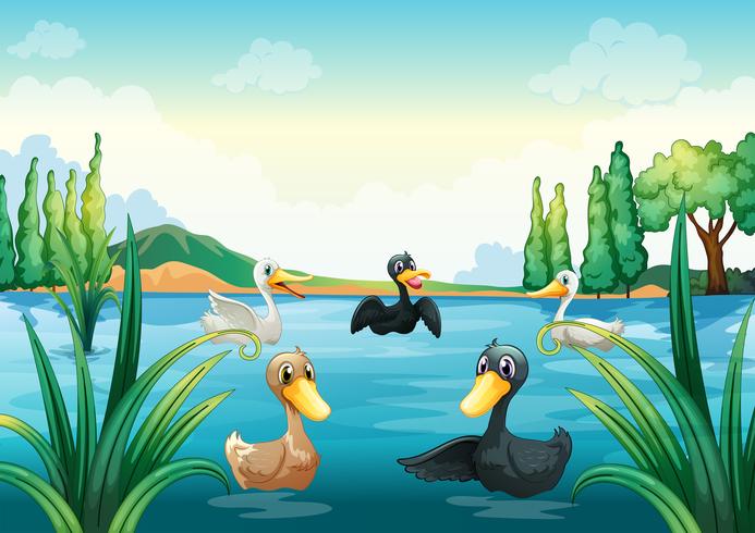 A group of aquatic birds at the pond vector