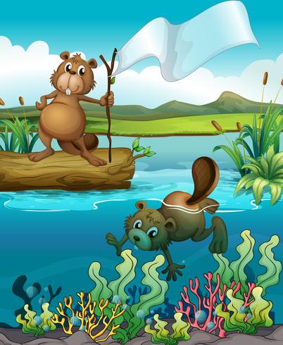 Beavers in the river vector