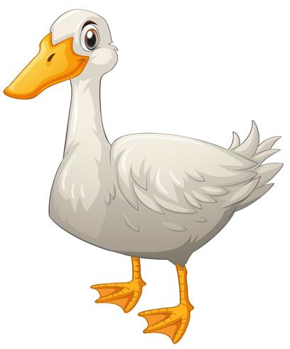 White duck standing on white background vector