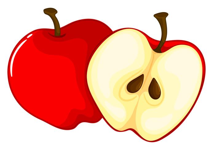 Red apple cut in half vector