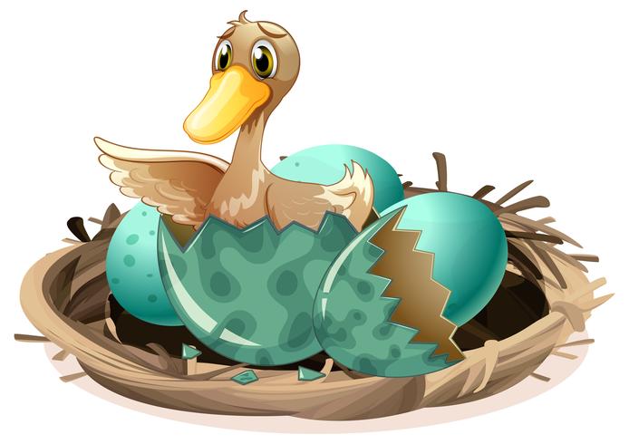 Ugly duckling hatching egg in nest vector